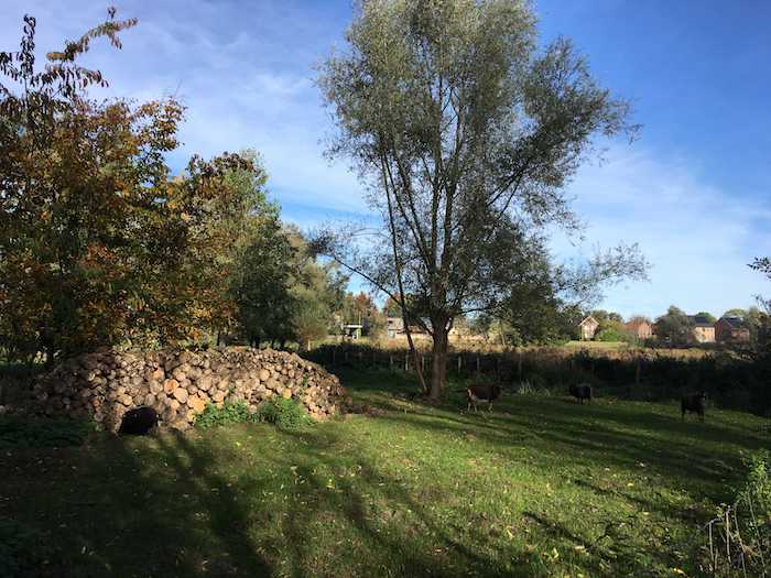 Vergaderen in de natuur: de schapenweide