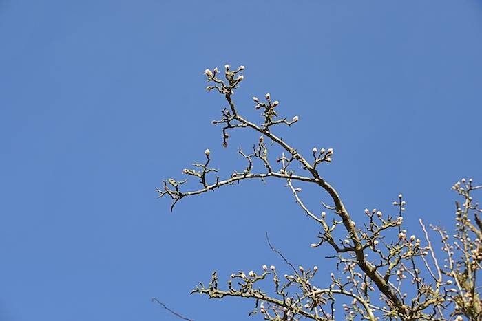 Old pear tree in bloom