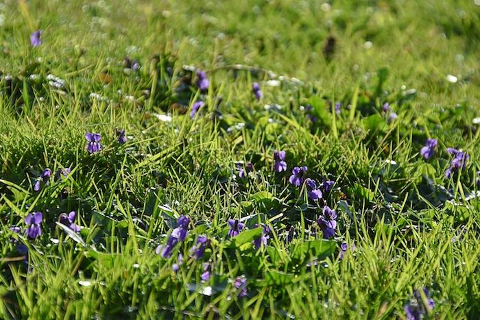 Viooltjes in het gras in vergaderzaal Boost