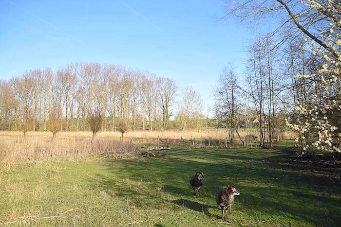 Zicht op de schapenweide en natuurlijke vijver, vergaderen in het groen
