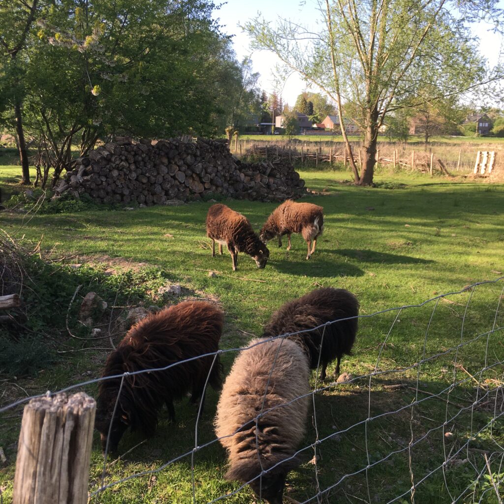 Vergaderlocatie in de natuur: onze kudde schapen