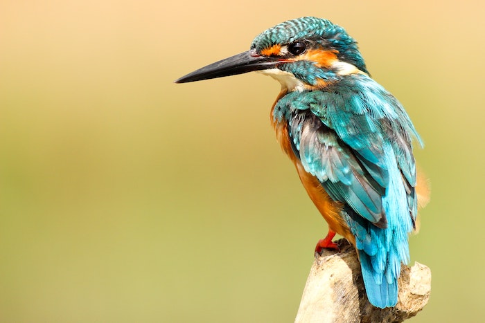 Ijsvogel in tuin vergaderzaal creative wonderland te Meldert, tussen Leuven en Tienen