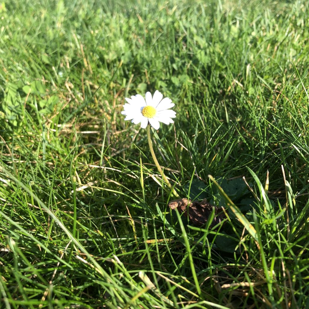 Herbal tales: Daisy