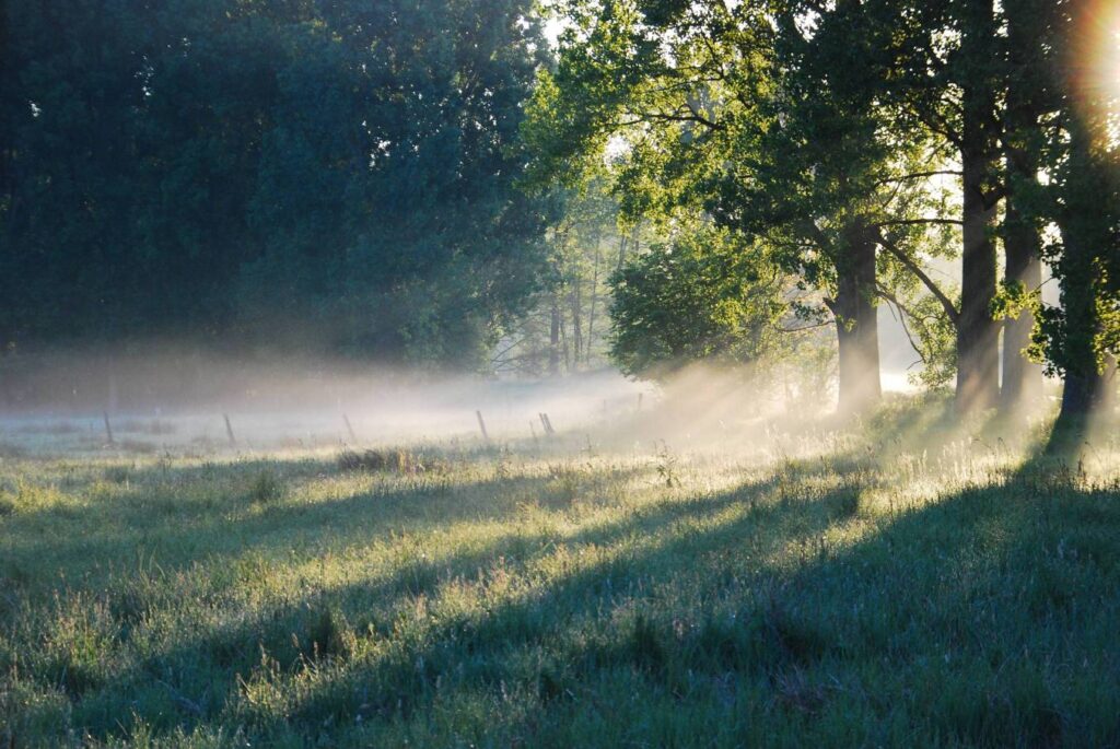 De kracht van verwondering in one door de natuur geïnspireerde vergaderruimte