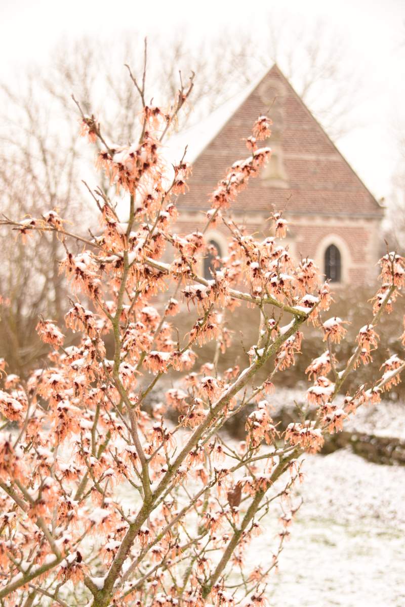 Meetings in nature with the magical Hamamelis
