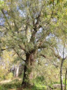 Meetings in nature next to the old willow tree