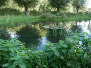 Meetings in nature next to our pond