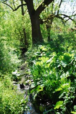 Vergaderen in de natuur aan de beek met eeuwenoude Essen
