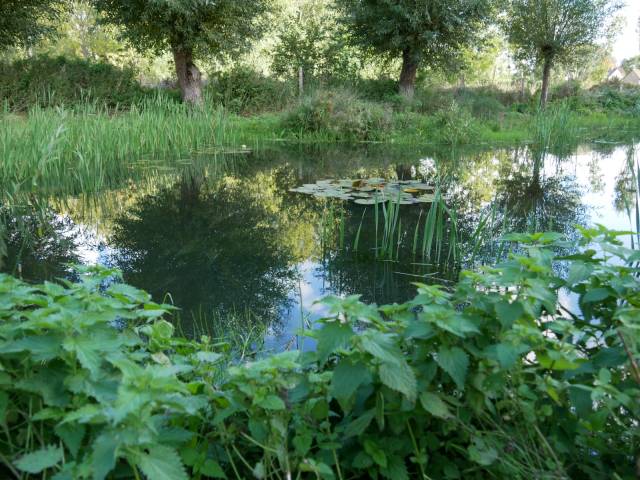 Vergaderen in de natuur aan onze natuurlijke vijver